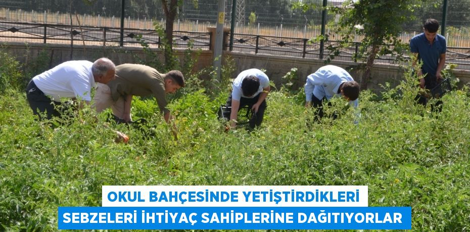 Okul bahçesinde yetiştirdikleri sebzeleri ihtiyaç sahiplerine dağıtıyorlar