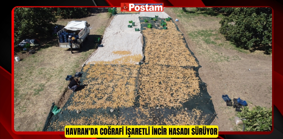 Havran'da coğrafi işaretli incir hasadı sürüyor  