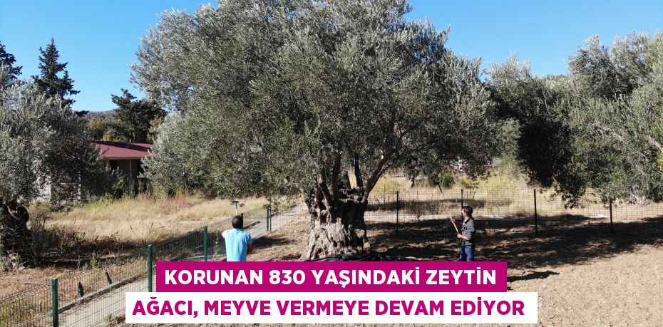 Korunan 830 yaşındaki zeytin ağacı, meyve vermeye devam ediyor