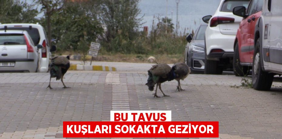 BU TAVUS KUŞLARI SOKAKTA GEZİYOR