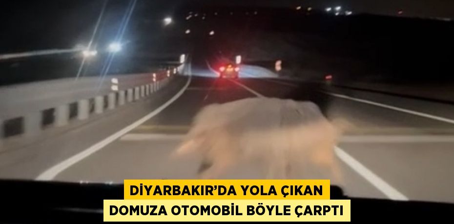 DİYARBAKIR’DA YOLA ÇIKAN DOMUZA OTOMOBİL BÖYLE ÇARPTI