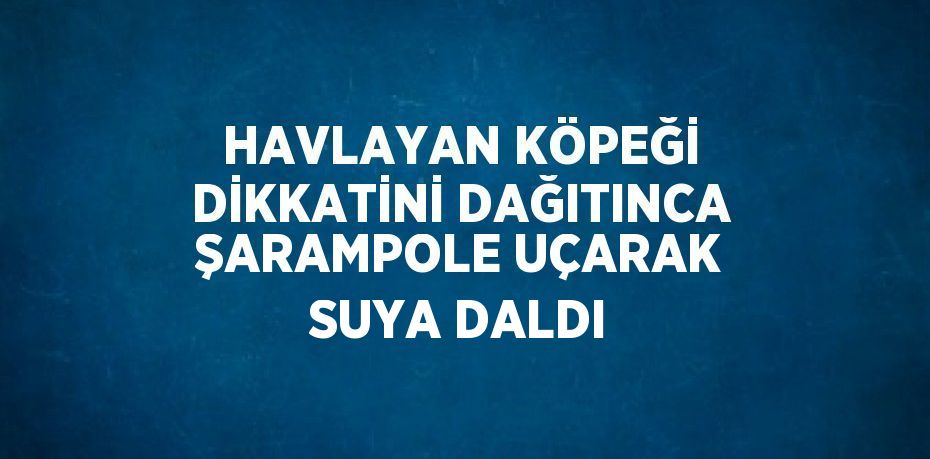 HAVLAYAN KÖPEĞİ DİKKATİNİ DAĞITINCA ŞARAMPOLE UÇARAK SUYA DALDI