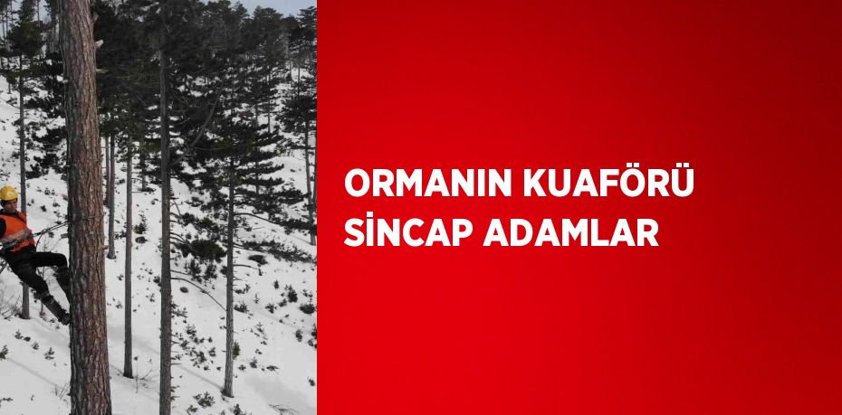 ORMANIN KUAFÖRÜ SİNCAP ADAMLAR