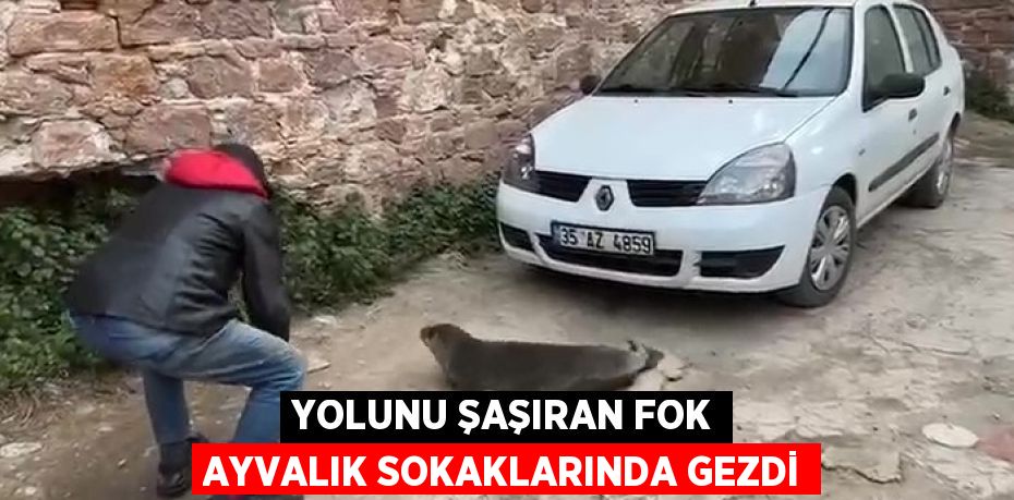 YOLUNU ŞAŞIRAN FOK AYVALIK SOKAKLARINDA GEZDİ