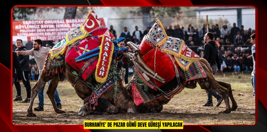 Burhaniye’ de Pazar günü deve güreşi yapılacak