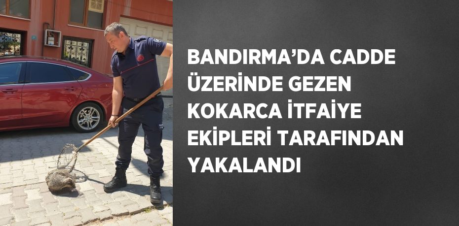 BANDIRMA’DA CADDE ÜZERİNDE GEZEN KOKARCA İTFAİYE EKİPLERİ TARAFINDAN YAKALANDI