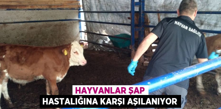 Hayvanlar şap hastalığına karşı aşılanıyor