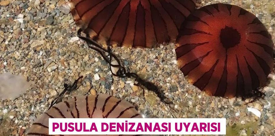 Pusula denizanası uyarısı