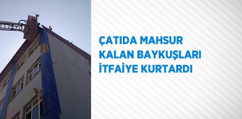 ÇATIDA MAHSUR KALAN BAYKUŞLARI İTFAİYE KURTARDI