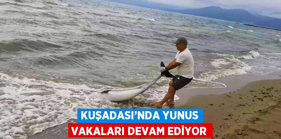 KUŞADASI’NDA YUNUS VAKALARI DEVAM EDİYOR