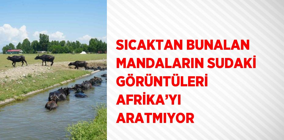 SICAKTAN BUNALAN MANDALARIN SUDAKİ GÖRÜNTÜLERİ AFRİKA’YI ARATMIYOR