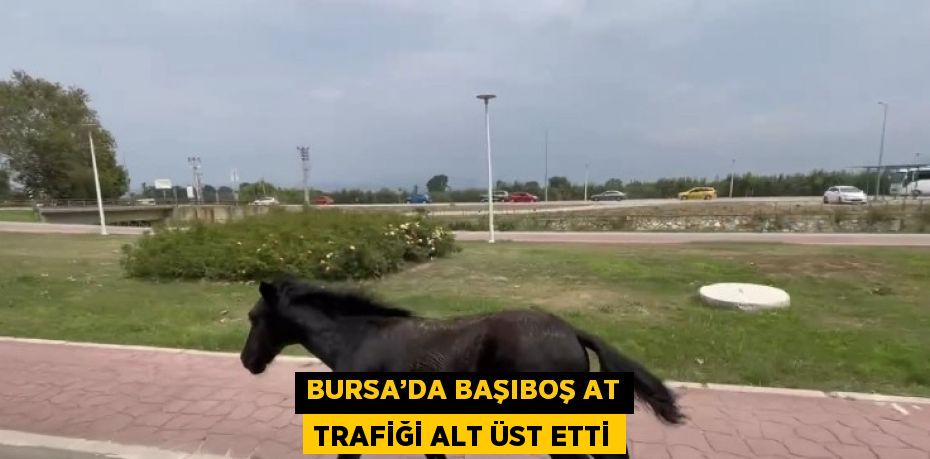 BURSA’DA BAŞIBOŞ AT TRAFİĞİ ALT ÜST ETTİ