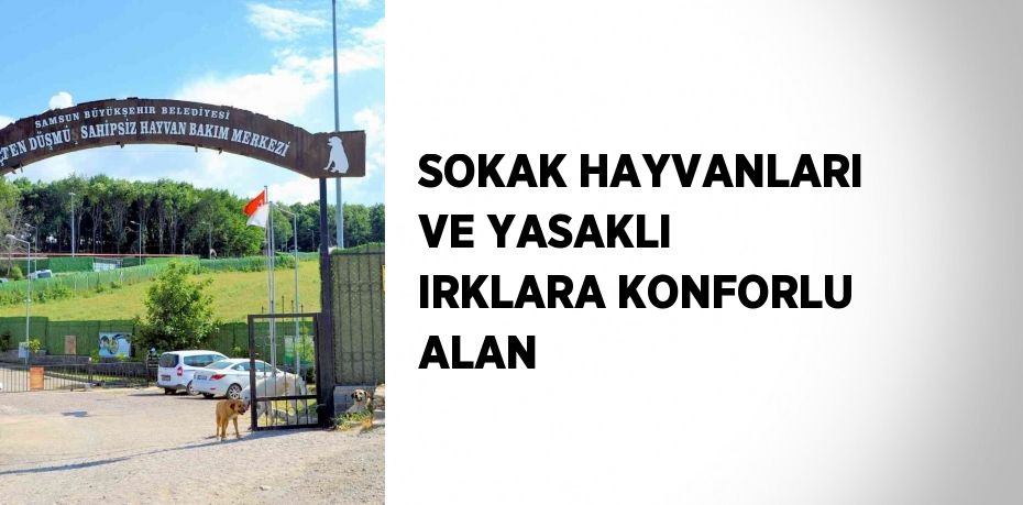 SOKAK HAYVANLARI VE YASAKLI IRKLARA KONFORLU ALAN