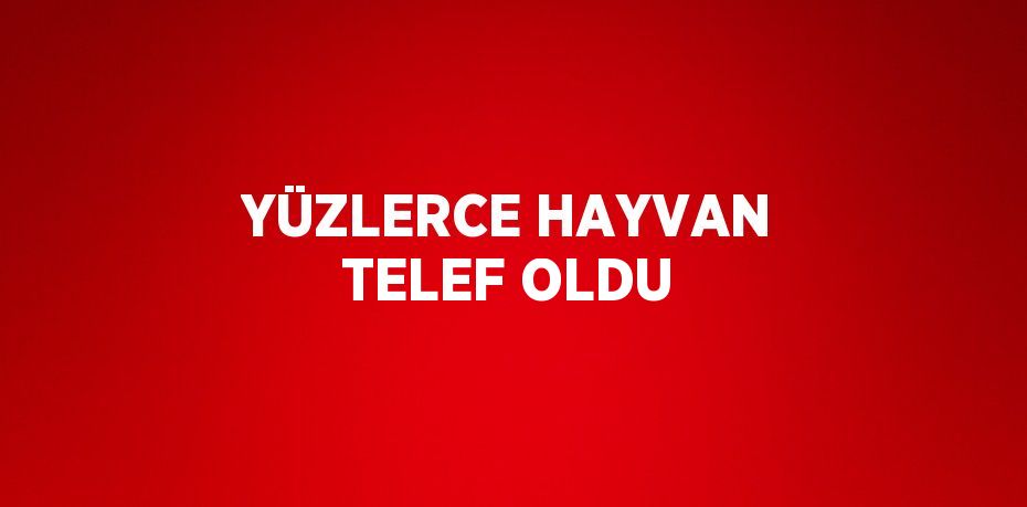 YÜZLERCE HAYVAN TELEF OLDU