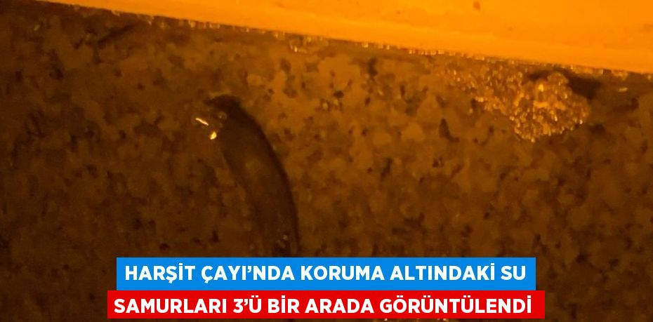 HARŞİT ÇAYI’NDA KORUMA ALTINDAKİ SU SAMURLARI 3’Ü BİR ARADA GÖRÜNTÜLENDİ