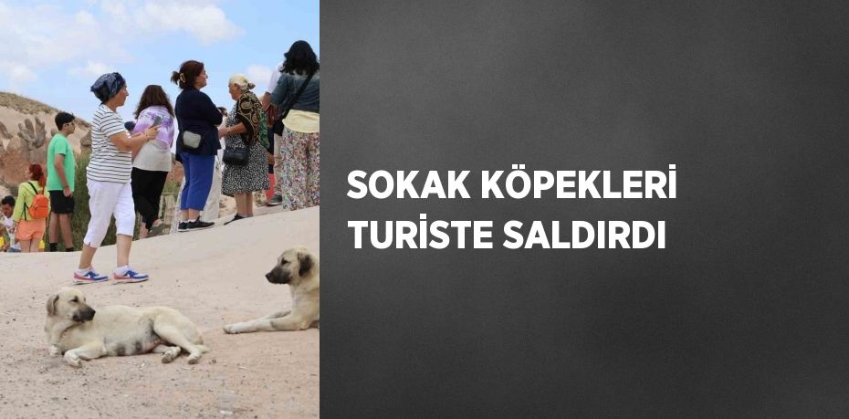 SOKAK KÖPEKLERİ TURİSTE SALDIRDI