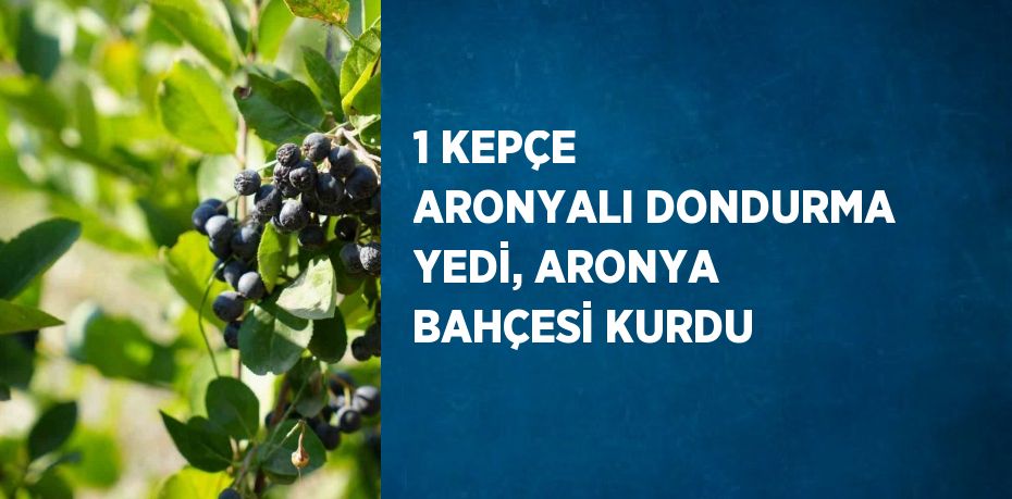 1 KEPÇE ARONYALI DONDURMA YEDİ, ARONYA BAHÇESİ KURDU