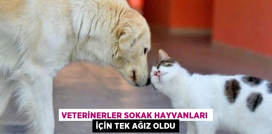 VETERİNERLER SOKAK HAYVANLARI İÇİN TEK AĞIZ OLDU