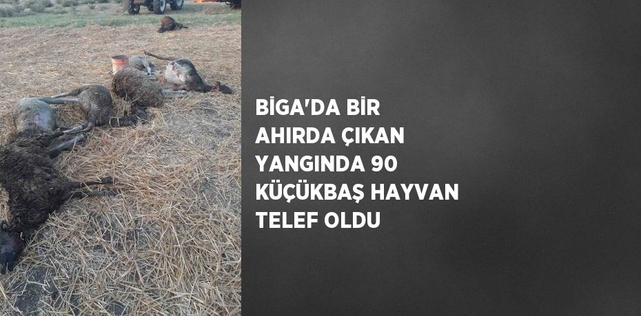 BİGA’DA BİR AHIRDA ÇIKAN YANGINDA 90 KÜÇÜKBAŞ HAYVAN TELEF OLDU