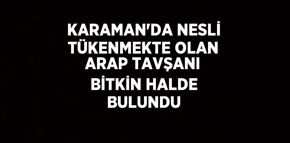 KARAMAN’DA NESLİ TÜKENMEKTE OLAN ARAP TAVŞANI BİTKİN HALDE BULUNDU