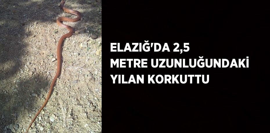 ELAZIĞ’DA 2,5 METRE UZUNLUĞUNDAKİ YILAN KORKUTTU