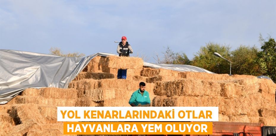 Yol kenarlarındaki otlar hayvanlara yem oluyor