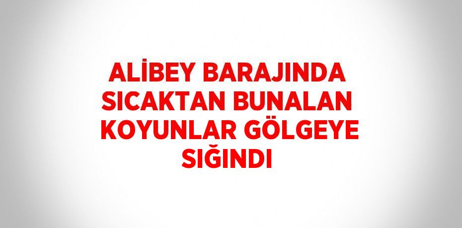 ALİBEY BARAJINDA SICAKTAN BUNALAN KOYUNLAR GÖLGEYE SIĞINDI