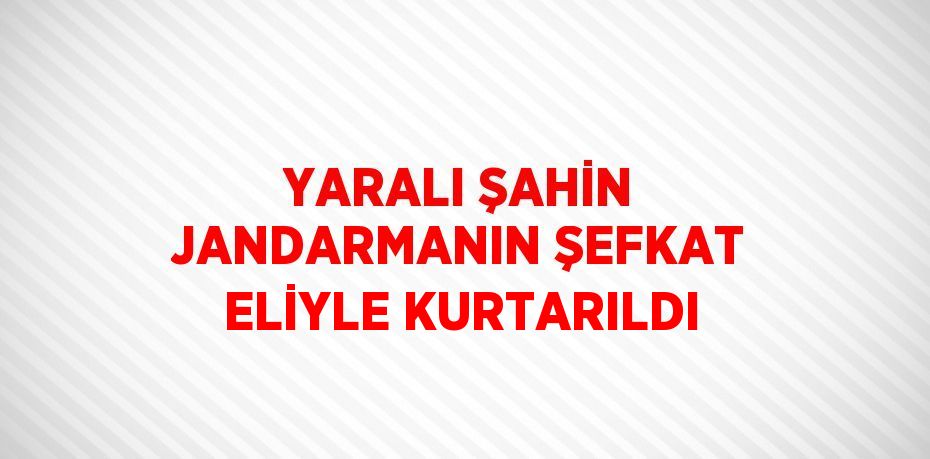 YARALI ŞAHİN JANDARMANIN ŞEFKAT ELİYLE KURTARILDI