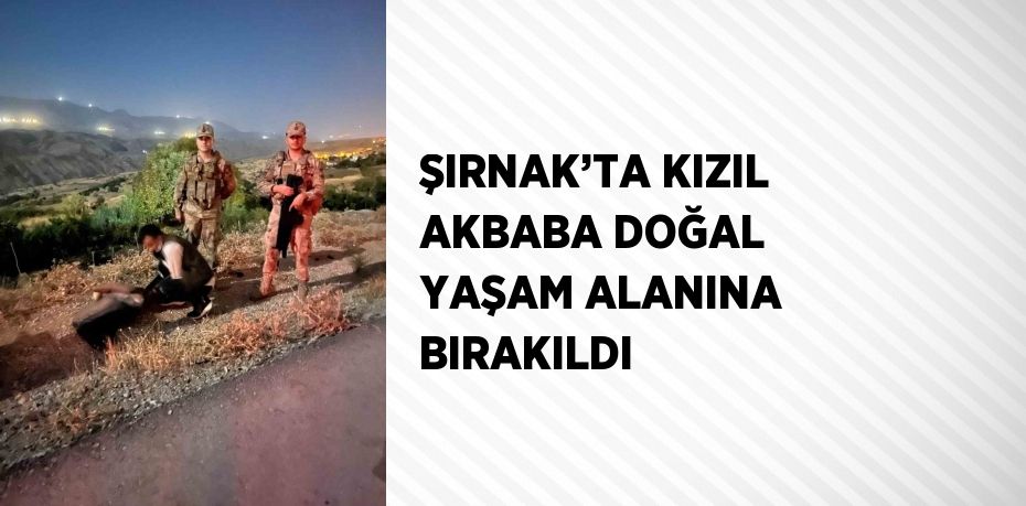 ŞIRNAK’TA KIZIL AKBABA DOĞAL YAŞAM ALANINA BIRAKILDI