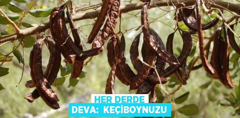 HER DERDE DEVA:  KEÇİBOYNUZU