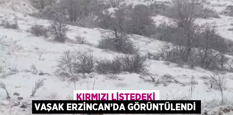 KIRMIZI LİSTEDEKİ VAŞAK ERZİNCAN’DA GÖRÜNTÜLENDİ