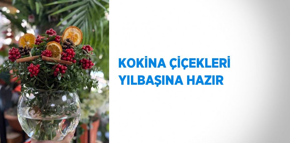 KOKİNA ÇİÇEKLERİ YILBAŞINA HAZIR