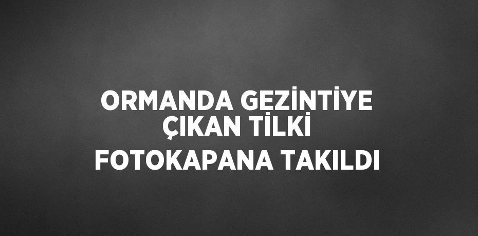 ORMANDA GEZİNTİYE ÇIKAN TİLKİ FOTOKAPANA TAKILDI