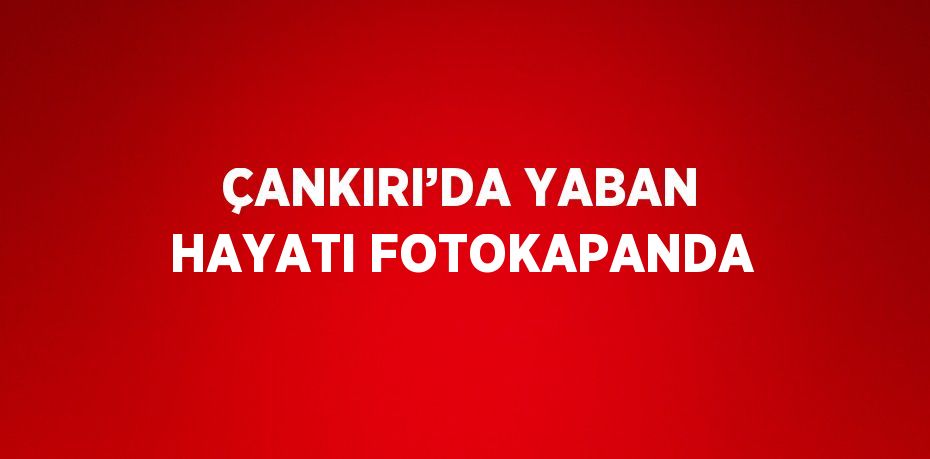 ÇANKIRI’DA YABAN HAYATI FOTOKAPANDA