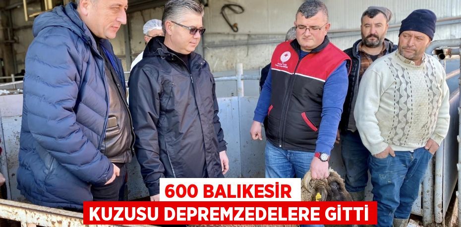 600 BALIKESİR KUZUSU DEPREMZEDELERE GİTTİ