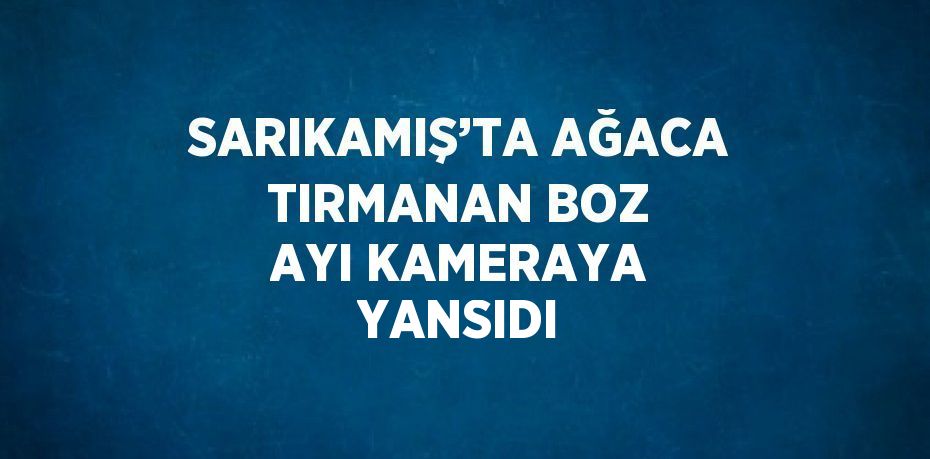 SARIKAMIŞ’TA AĞACA TIRMANAN BOZ AYI KAMERAYA YANSIDI