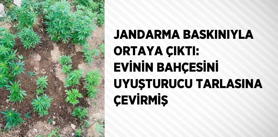 JANDARMA BASKINIYLA ORTAYA ÇIKTI: EVİNİN BAHÇESİNİ UYUŞTURUCU TARLASINA ÇEVİRMİŞ