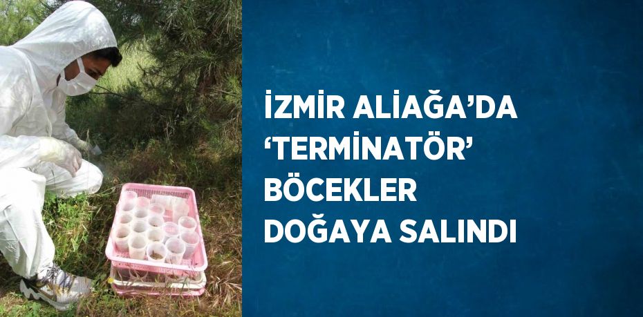 İZMİR ALİAĞA’DA ‘TERMİNATÖR’ BÖCEKLER DOĞAYA SALINDI