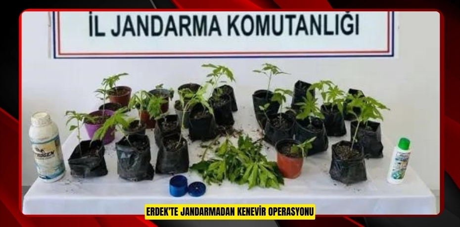 Erdek'te jandarmadan kenevir operasyonu
