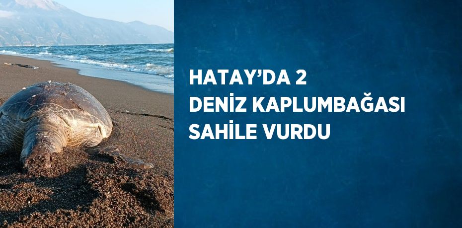 HATAY’DA 2 DENİZ KAPLUMBAĞASI SAHİLE VURDU