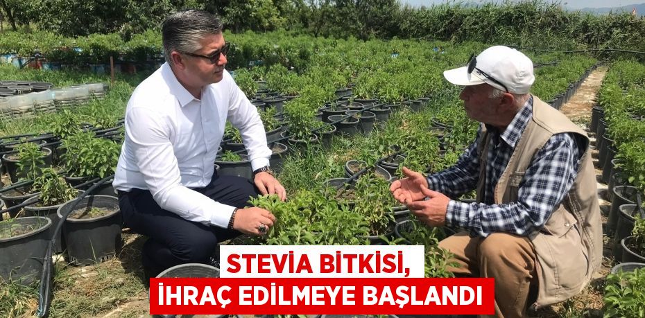 Stevia bitkisi, ihraç edilmeye başlandı