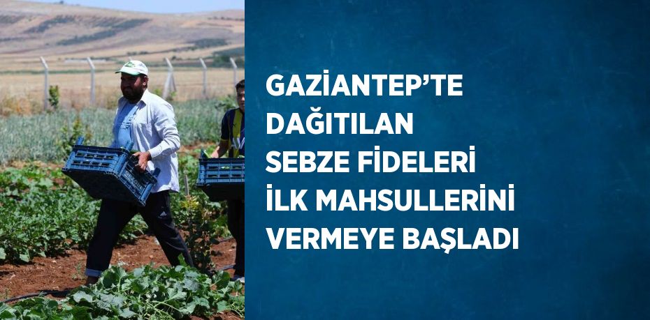 GAZİANTEP’TE DAĞITILAN SEBZE FİDELERİ İLK MAHSULLERİNİ VERMEYE BAŞLADI