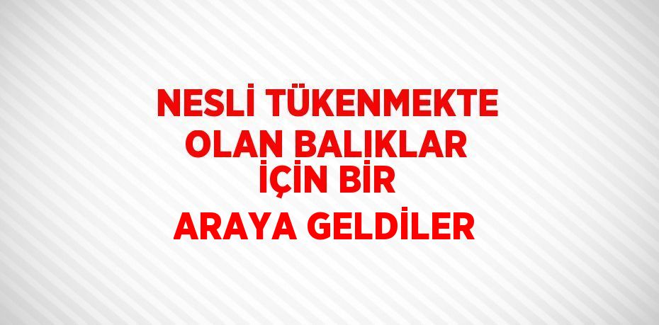 NESLİ TÜKENMEKTE OLAN BALIKLAR İÇİN BİR ARAYA GELDİLER