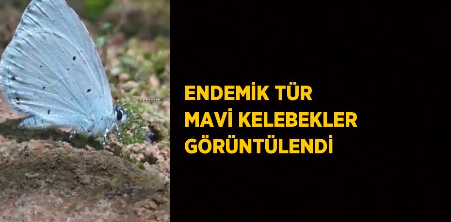 ENDEMİK TÜR MAVİ KELEBEKLER GÖRÜNTÜLENDİ