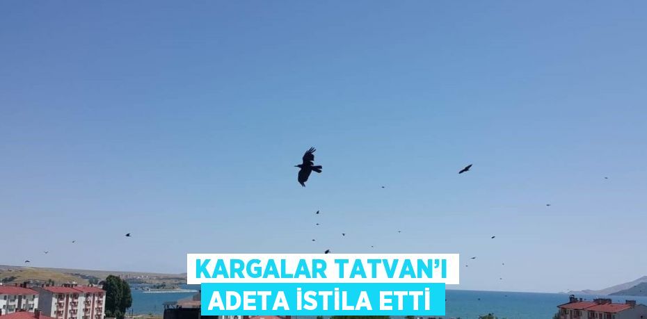 KARGALAR TATVAN’I ADETA İSTİLA ETTİ