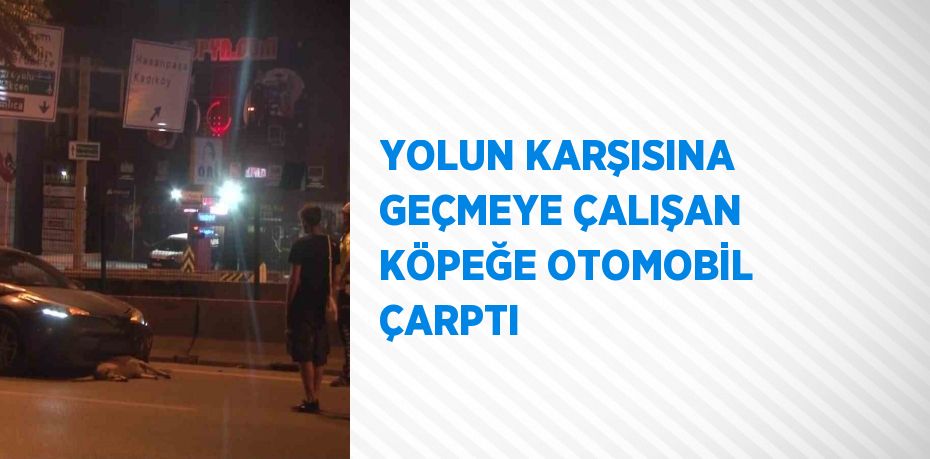 YOLUN KARŞISINA GEÇMEYE ÇALIŞAN KÖPEĞE OTOMOBİL ÇARPTI