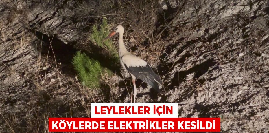 Leylekler için köylerde elektrikler kesildi