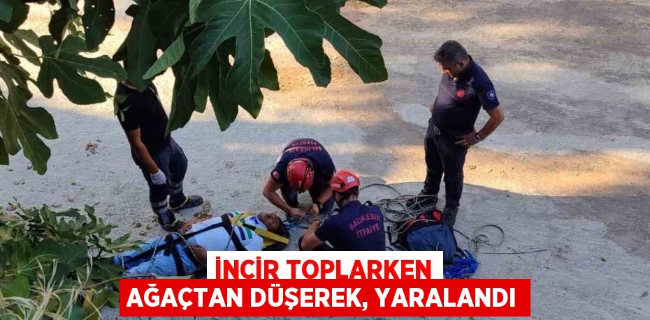 İNCİR TOPLARKEN AĞAÇTAN DÜŞEREK, YARALANDI