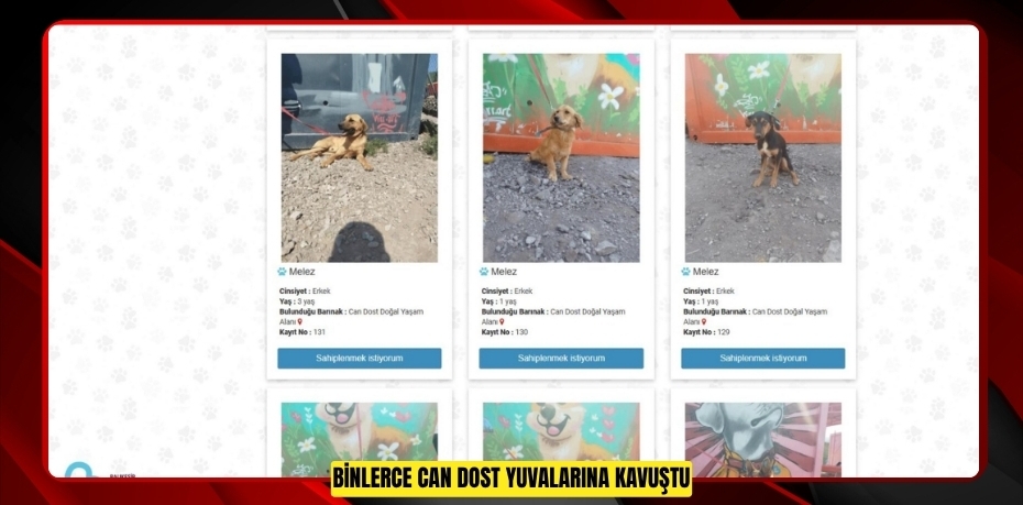 BİNLERCE CAN DOST YUVALARINA KAVUŞTU