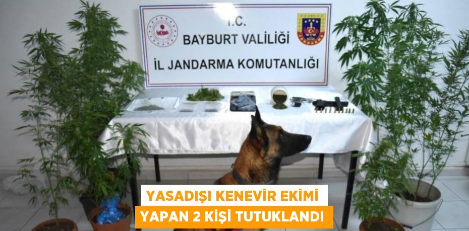 YASADIŞI KENEVİR EKİMİ YAPAN 2 KİŞİ TUTUKLANDI